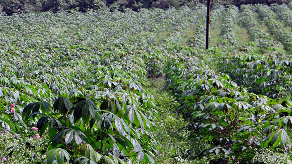 Cassava plantation, India
