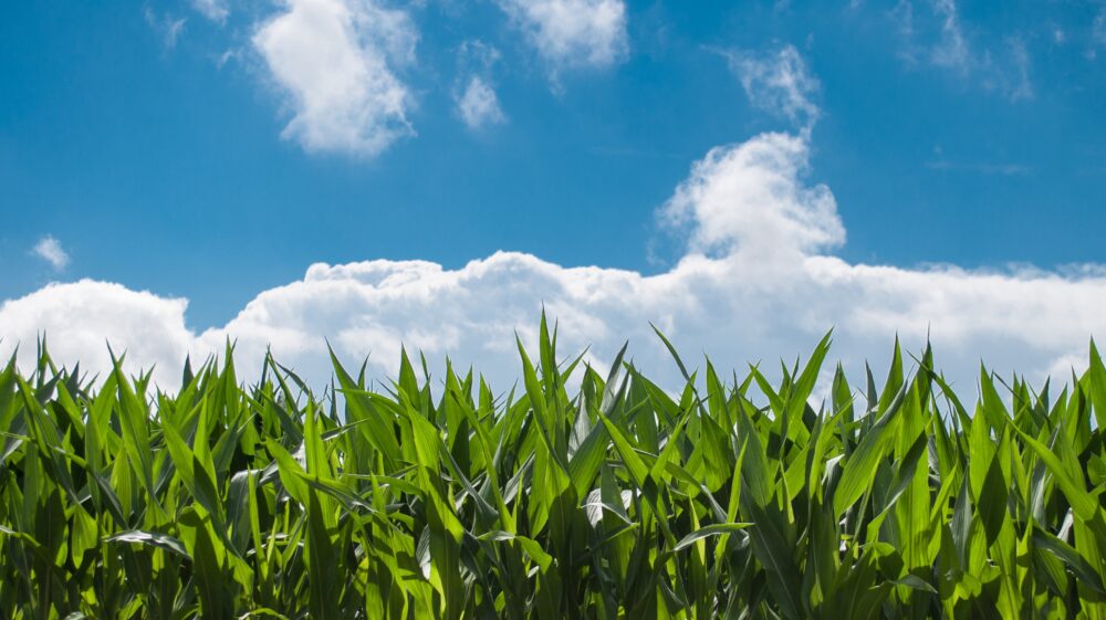 Green corn field under blue sky with white clouds