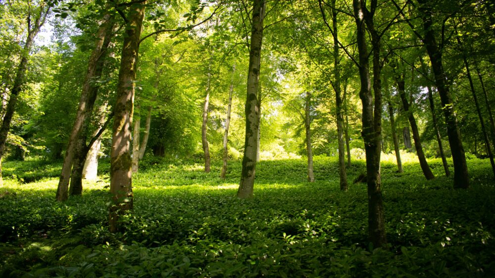 Sunlight hitting green trees, Somerset, UK