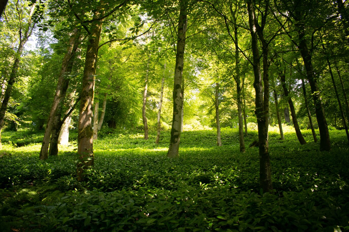 Attending To Nature Understanding Care And Caring Relations In Forest 