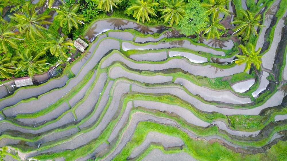 Aerial view of terraced rice paddies, Tegallalang Rice Terrace, Indonesia