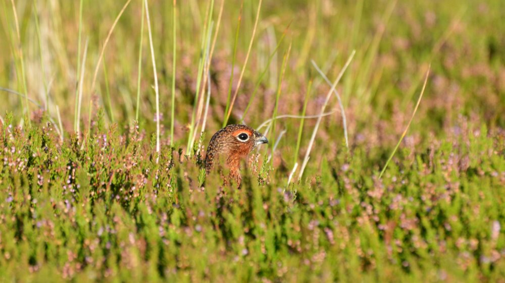 Male red grouse peeps above heather, Whipperdale, North Yorkshire, UK