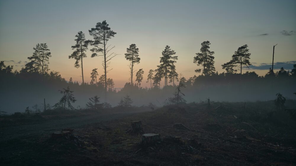 Tree stumps in forest at dusk in mist, Kaberneeme, Harju County, Estonia, June 2021