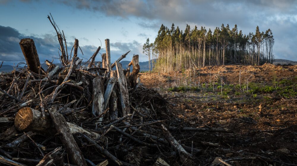 Cleared forest with trees in distance, Tasmania, Australia