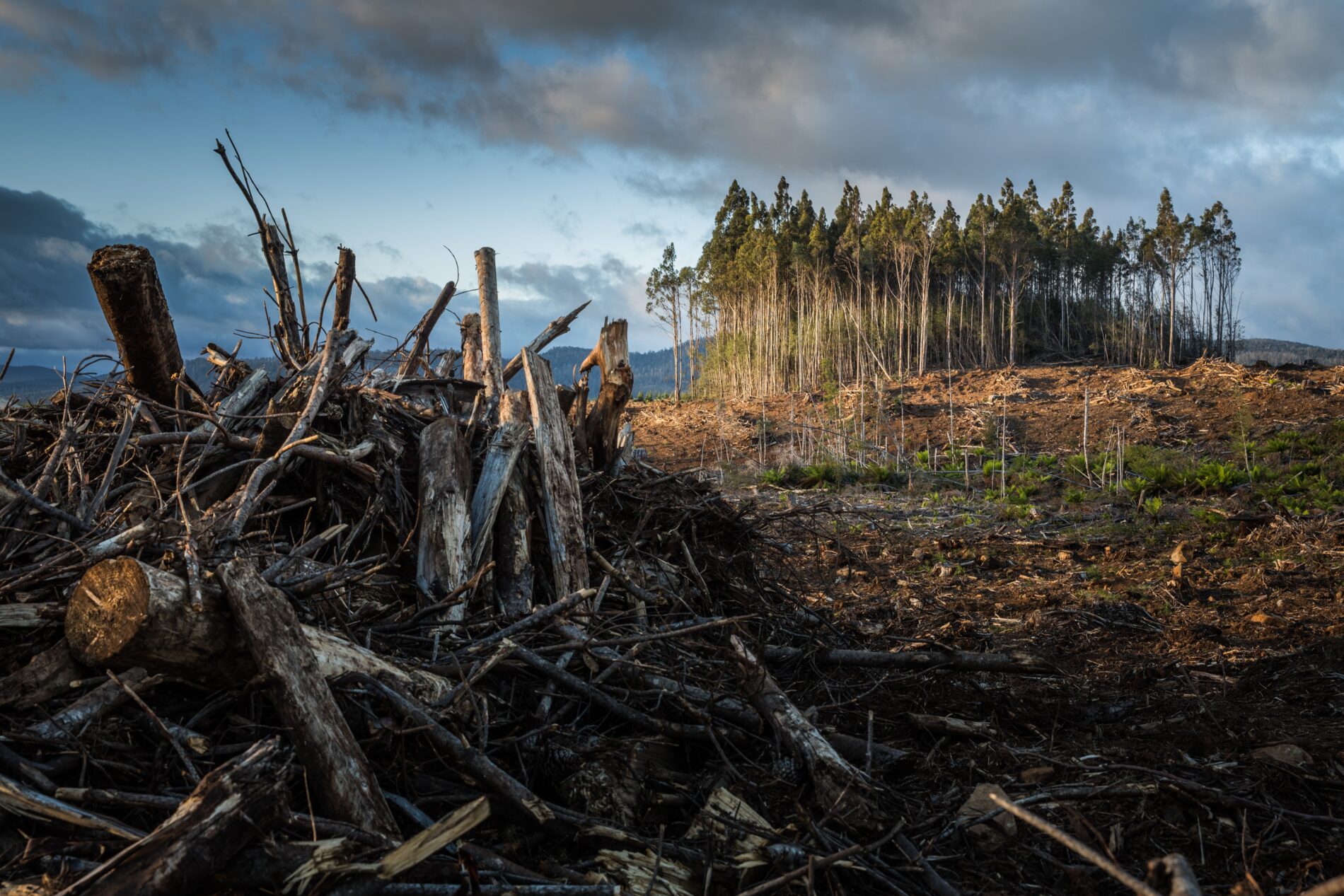 Cleared forest with trees in distance, Tasmania, Australia