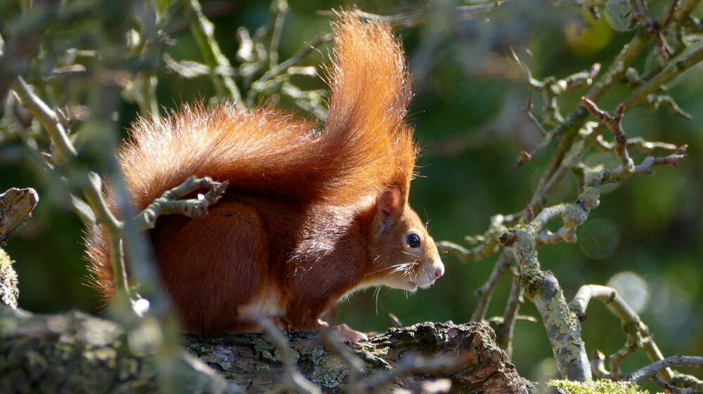 Red squirrel
