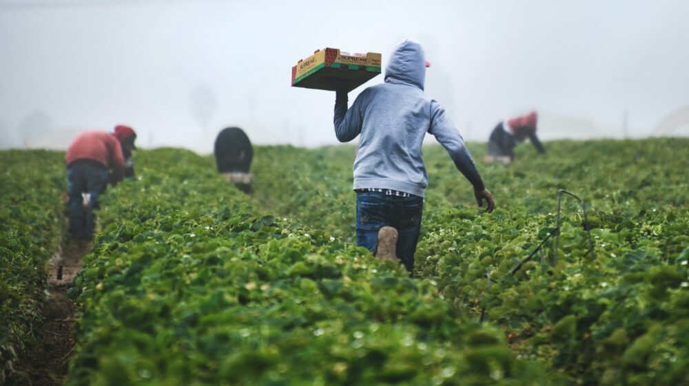 Farmer in field