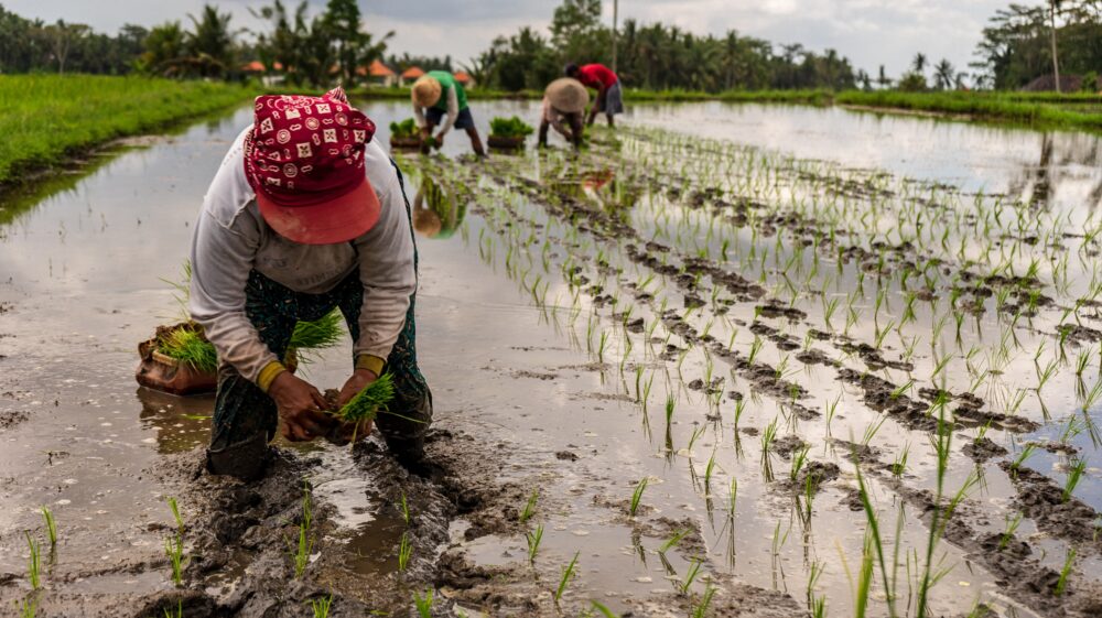 Workers at rice paddy in Ubud, Gianyar, Bali, Indonesia manually planting