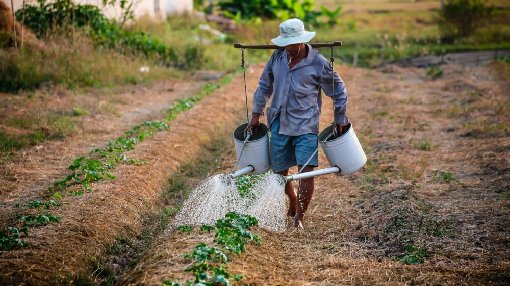 Man in hat, shirt and shorts walks across field watering row of plants with two watering cans are hanging from rod on shoulders