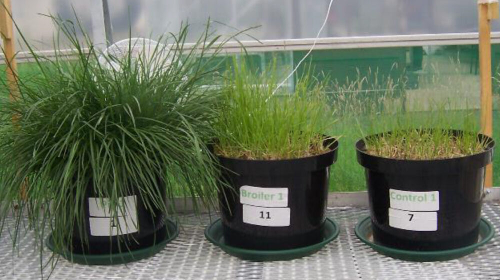 Figure 1. Example of growth response of Italian ryegrass (Lolium multiflorum) to different fertilization treatments including (from right to left in the photo) control (no fertilizer applied), broiler litter and pig slurry all applied at rates of 30 kg P ha−1 and 250 kg N ha−1. The photo was taken on 2 July 2019 after a ~3 month-long growing period under controlled greenhouse conditions.