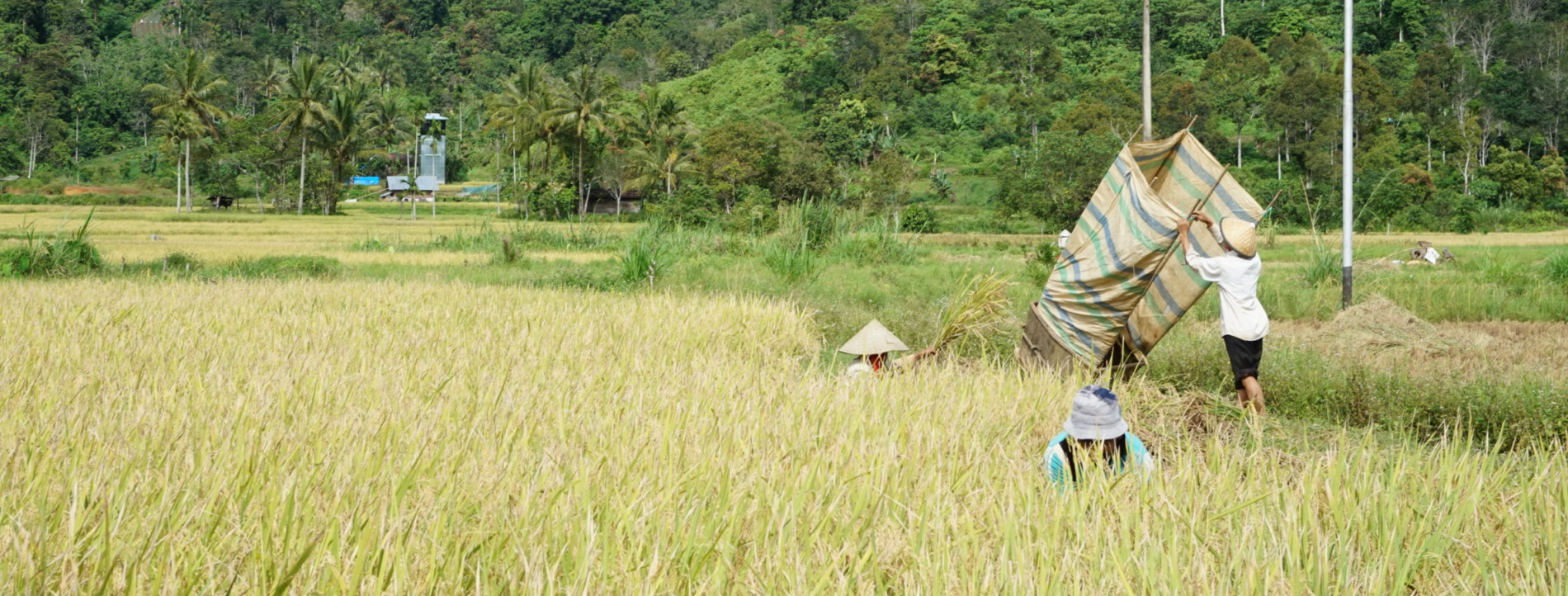 Farming communities in Simancuang Village Forest, West Sumatra, Indonesia conserve forest to protect water resources for agriculture