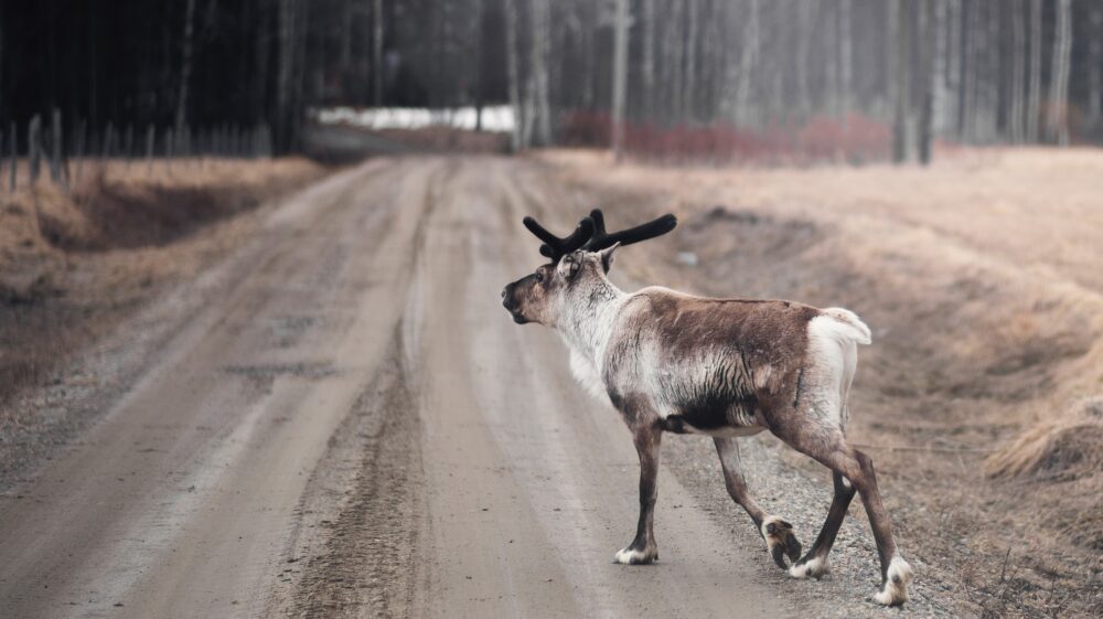 Reindeer crossing road in northern Sweden