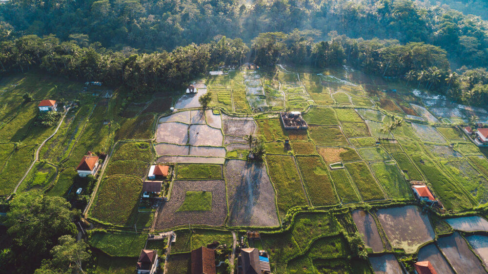 Aerial view of trees on field, Banjar Salak, Indonesia