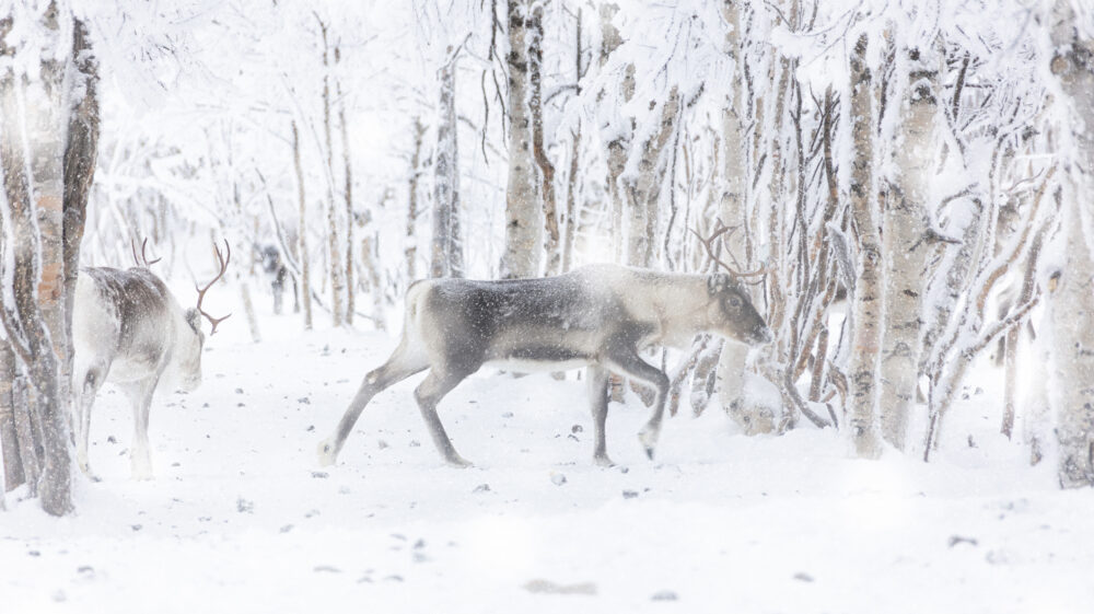 Snow falling on reindeer in the frozen forest, Finland
