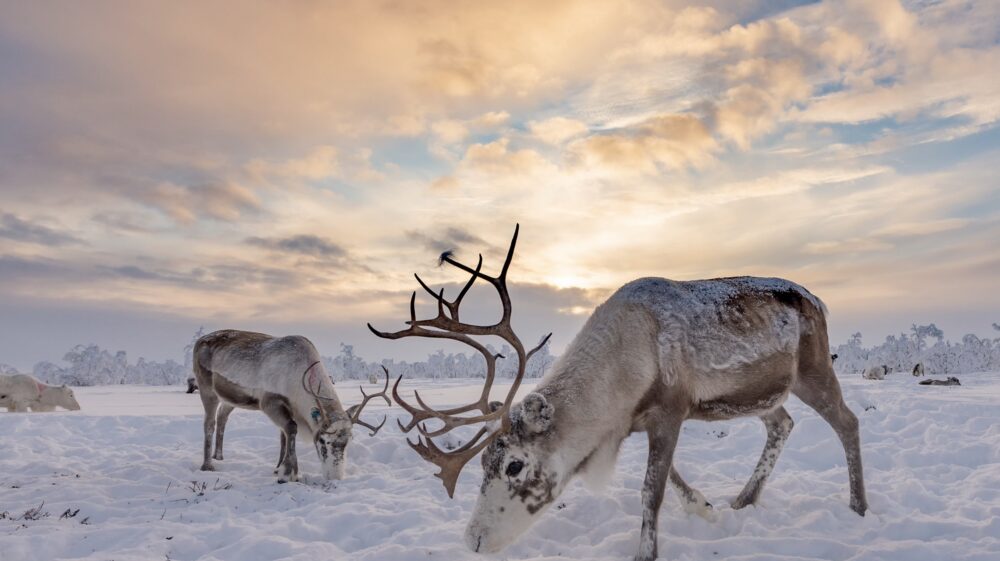 Raindeer looking for food in the snow on overcast day, Karasjok, Norway