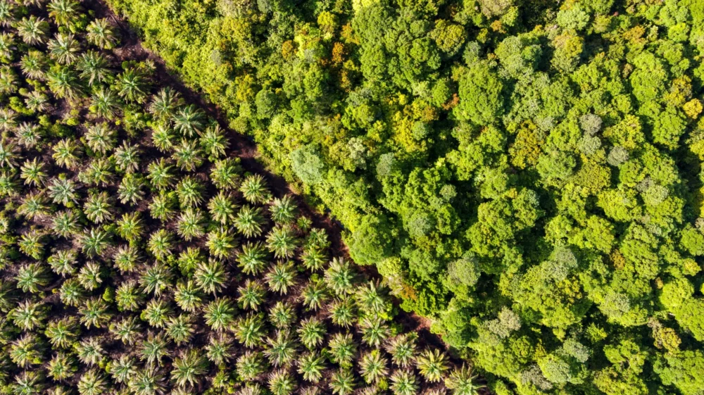 Drone footage of a palm oil plantation at the boundary of natural forest