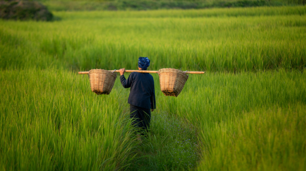 Female farmer working in green rice field balancing two wicker baskets on each side using left shoulder with pole, Myanmar
