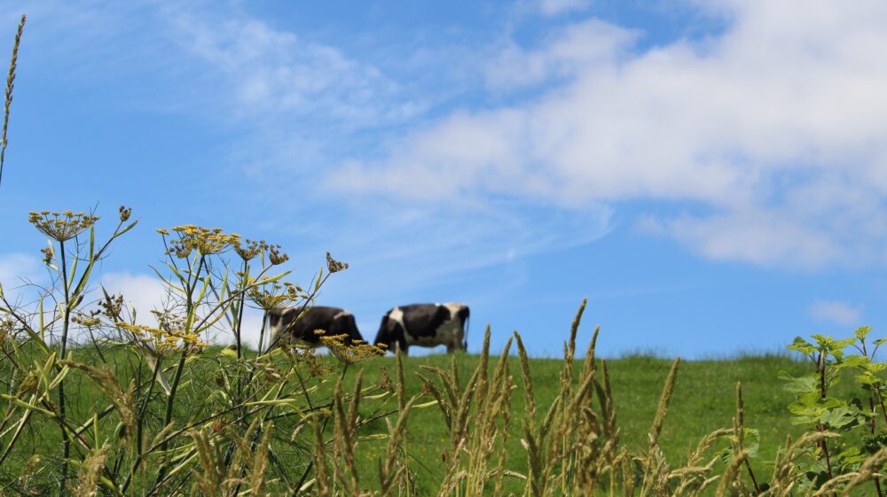 Cows in meadow
