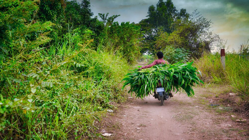 Man in red shirt riding motorcycle with crops on back on dirt road during daytime