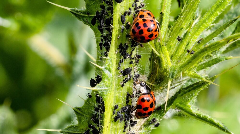 Three Asian ladybugs on prickly green stem with many white-striped black bugs