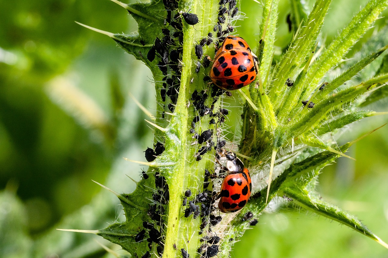 Three Asian ladybugs on prickly green stem with many white-striped black bugs