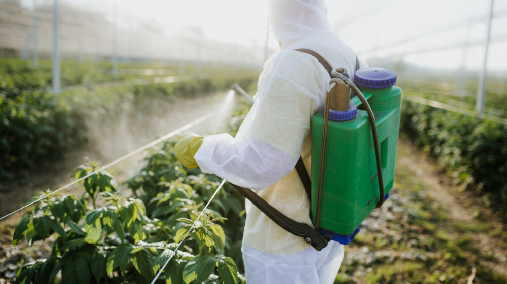 Agricultural worker in white suit sprays plants with liquid from green container hanging on back, Serbia