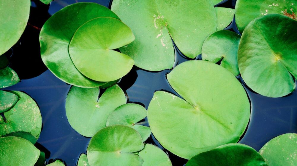 Aerial view of lily pads In pond