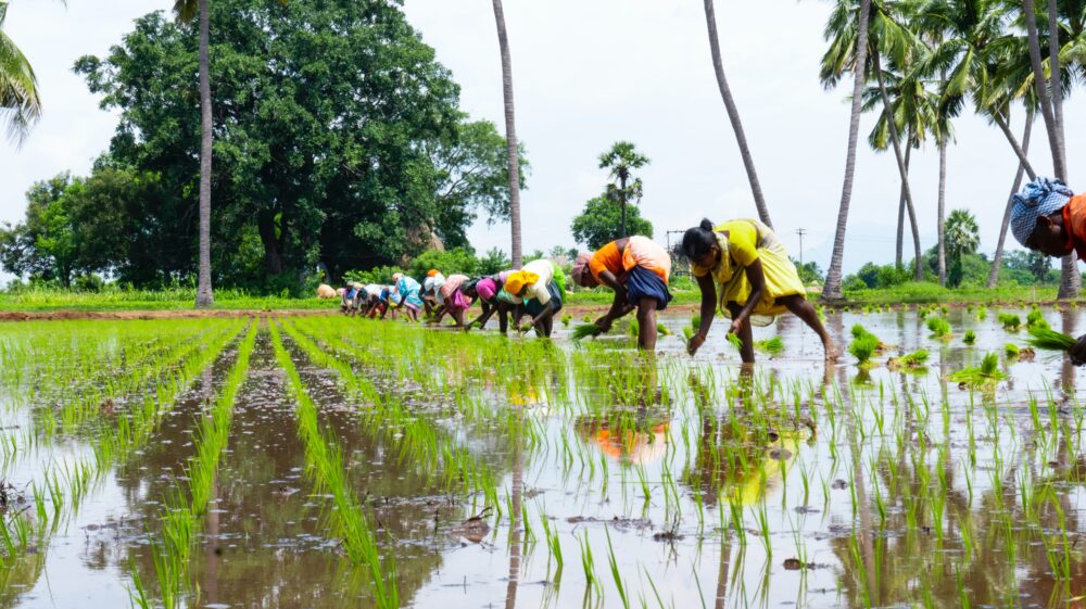 Women planting rice in rice paddy, Palacode, Tamil Nadu, India