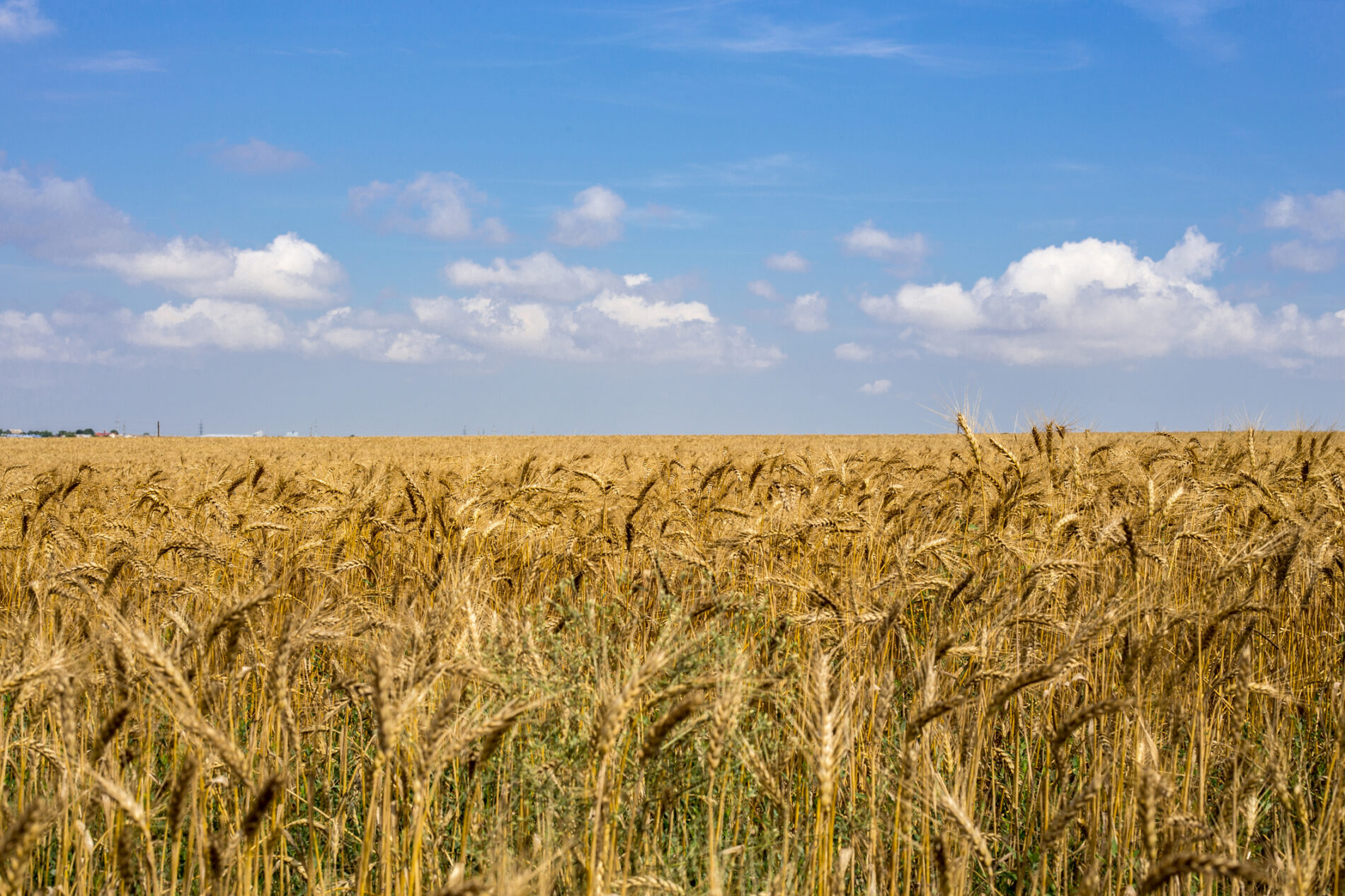 Scenic view of wheat field against sky in Mykolayiv, Ukraine