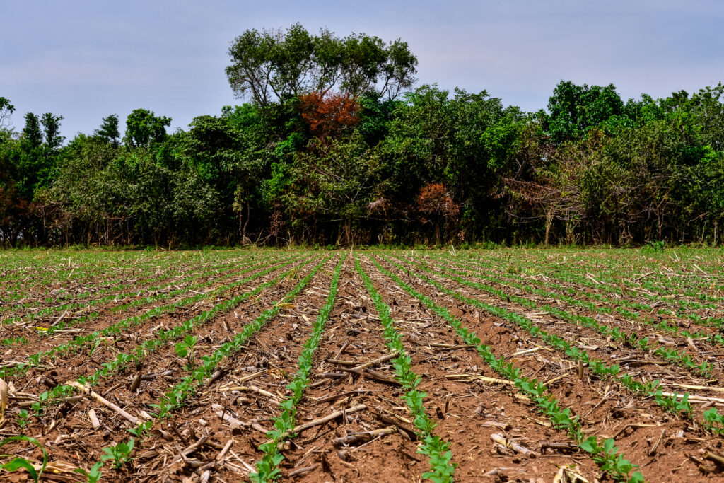 Soybean plantation sprouting and amazon forest - area de protecao permanente (app) in the background.Soybean farm in Mato Grosso