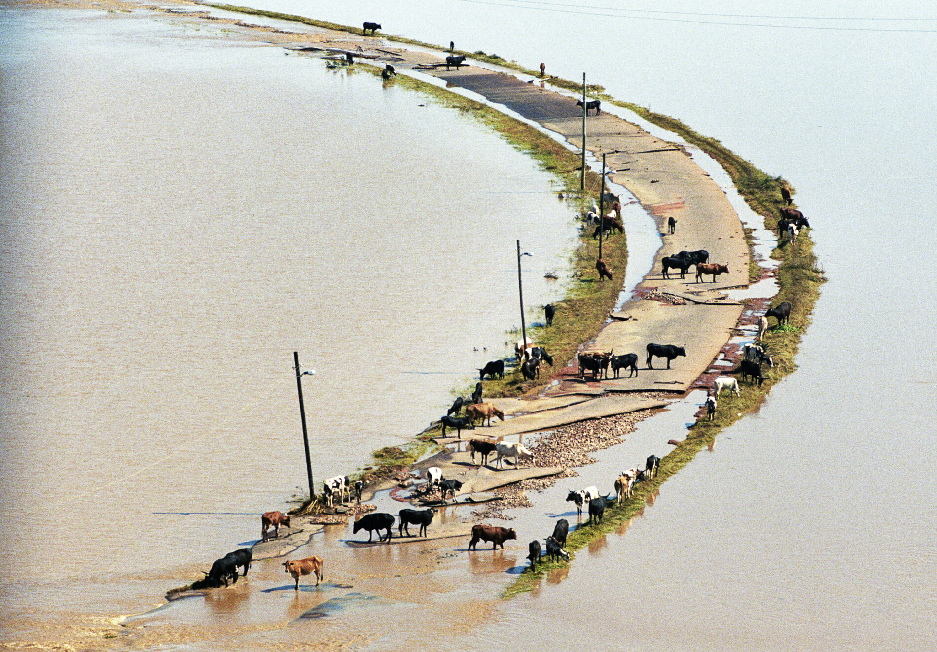 Aerial view of flood in Chokwe, Mozambique with cattle on road between flooded fields