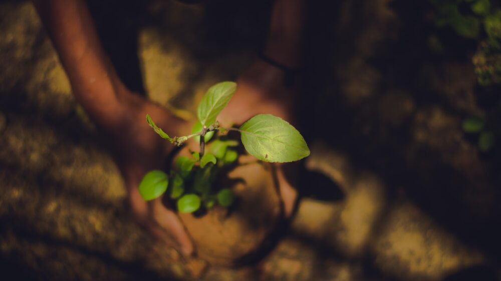 Two hands hold a tree sapling, ready to be planted, India