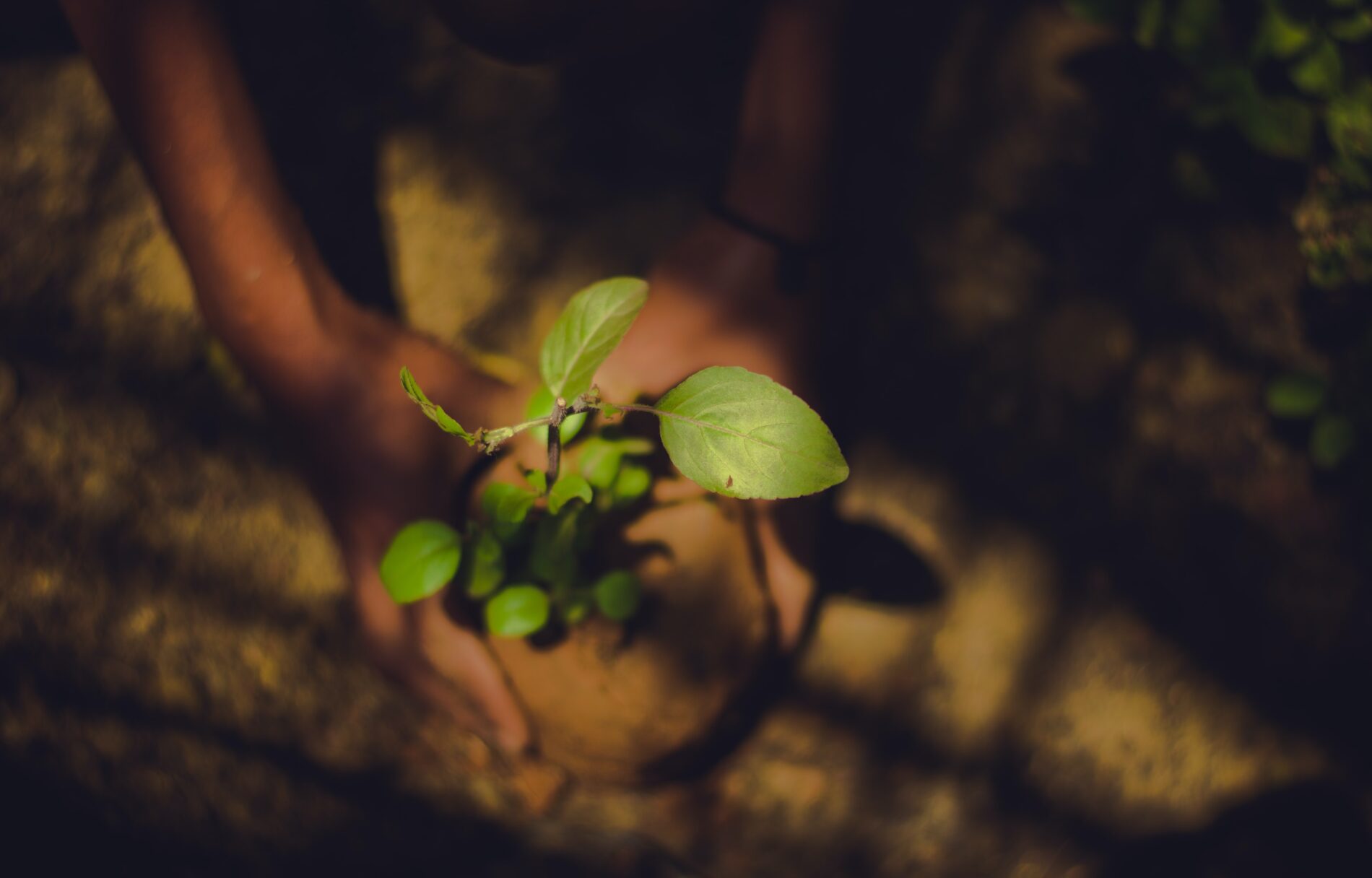 Two hands hold a tree sapling, ready to be planted, India