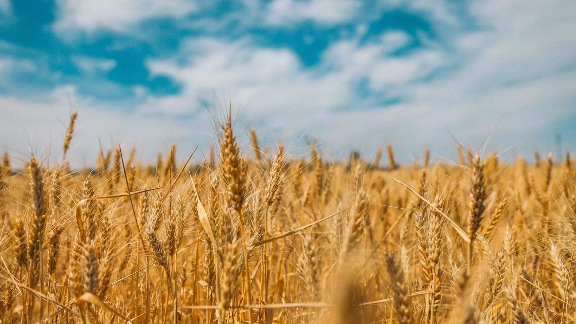Wheat field against blue sky with clouds, Zelenyi Hai, Eastern Ukraine