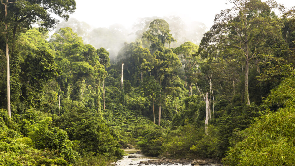 Mist and river through tropical rainforest, Sabah, Borneo, Malaysia