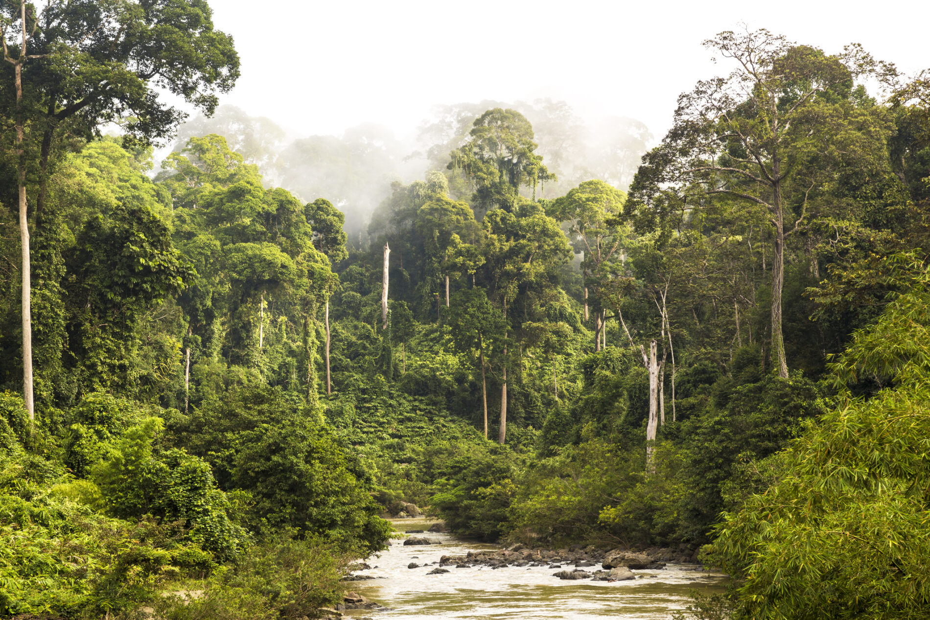 Mist and river through tropical rainforest, Sabah, Borneo, Malaysia