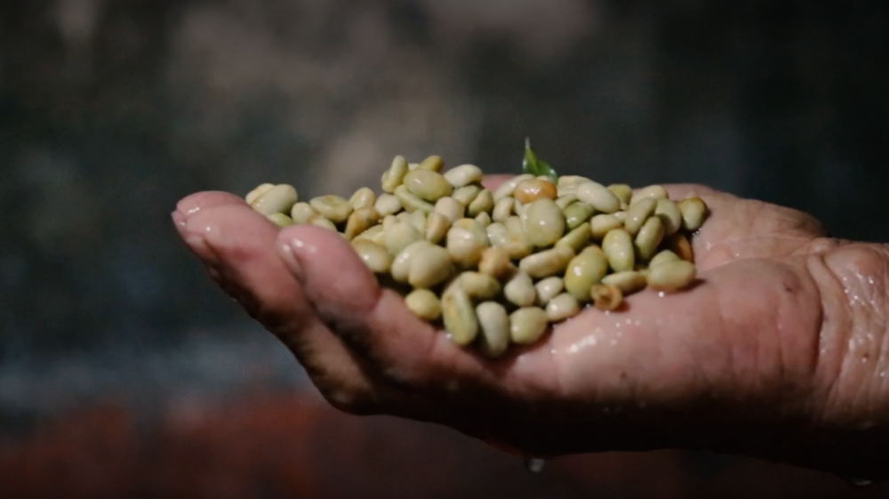 Hand holding pile of raw white coffee beans