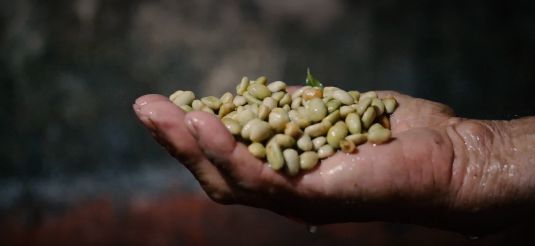 Hand holding pile of raw white coffee beans