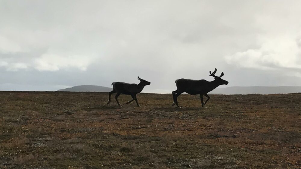 Two brown reindeer on open field