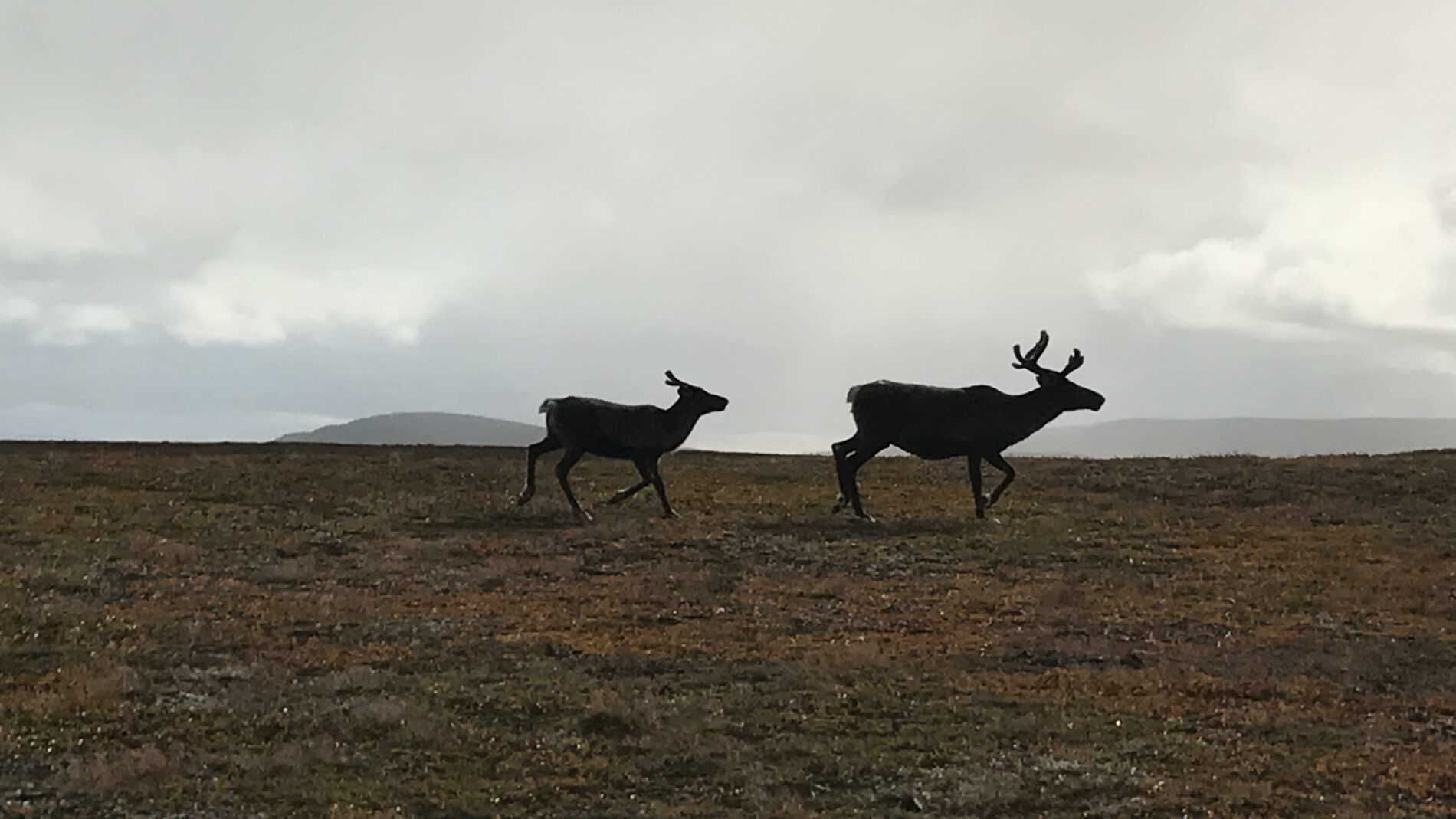 Two brown reindeer on open field