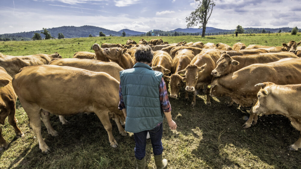 Rear view of a farmer standing on a field watching his cows eat feed, Slovenia