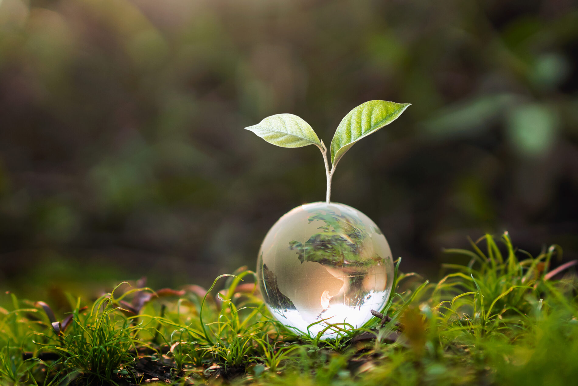 Glass globe ball on green grass with two tree leaves growing out of it