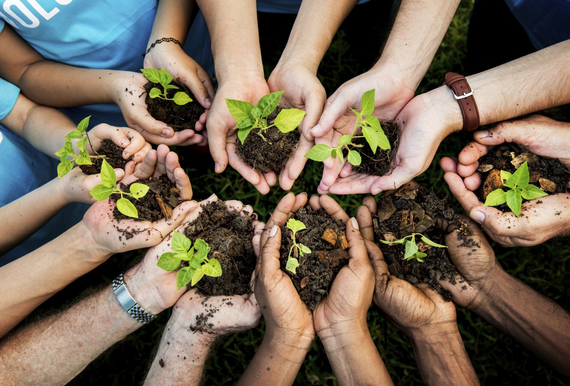 People with cupped hands holding up seedlings in soil together