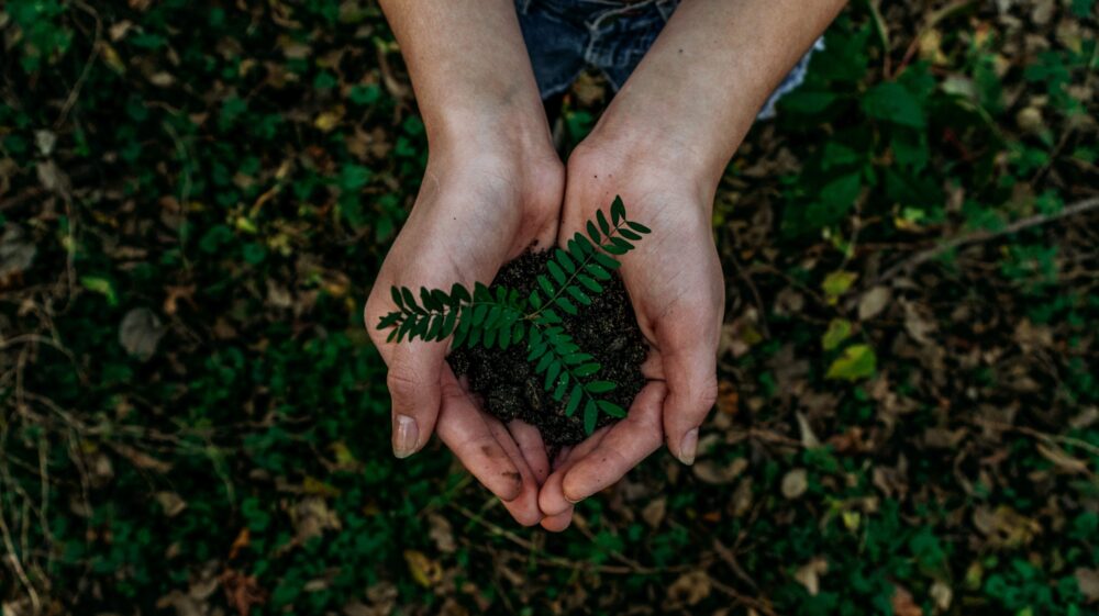 Hands holding seedling in dirt, Lincoln, US