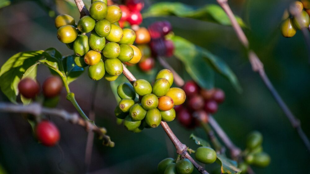 Green and yellow coffee cherries hang from the branch of a coffee plant