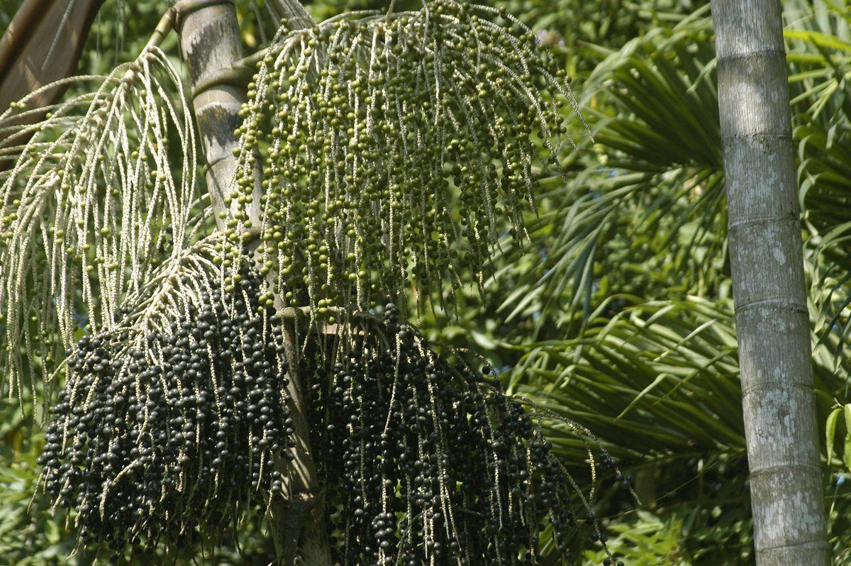 Palmera de asaí