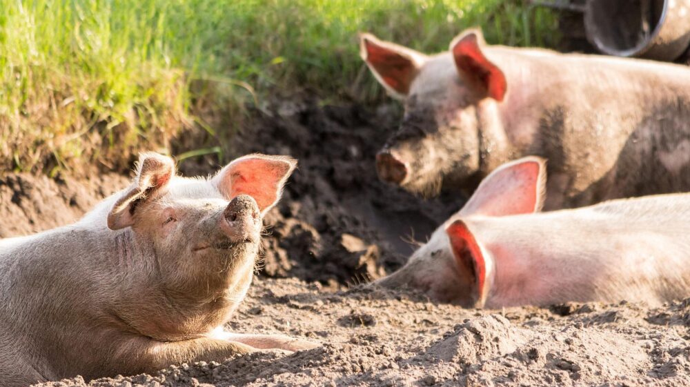 Three pink pigs relax in dirt
