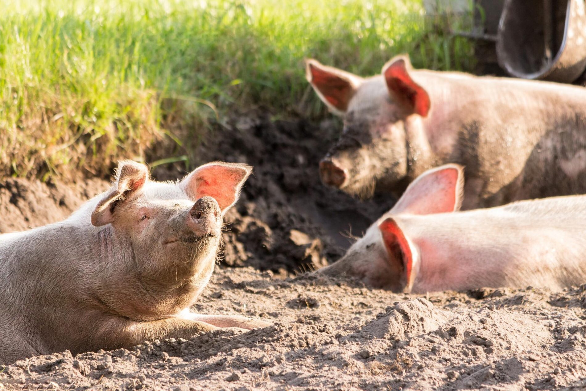 Three pink pigs relax in dirt