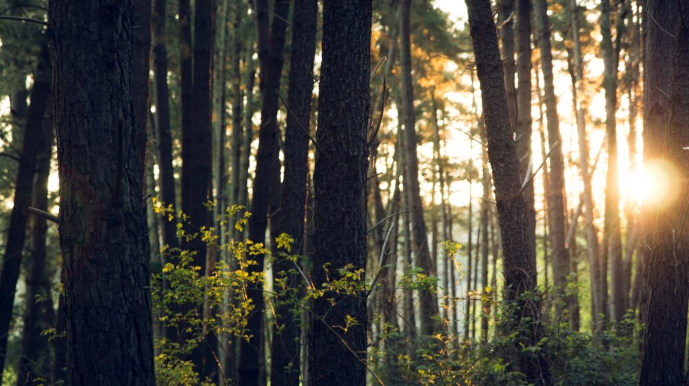 Sunlight coming through trees in a forest