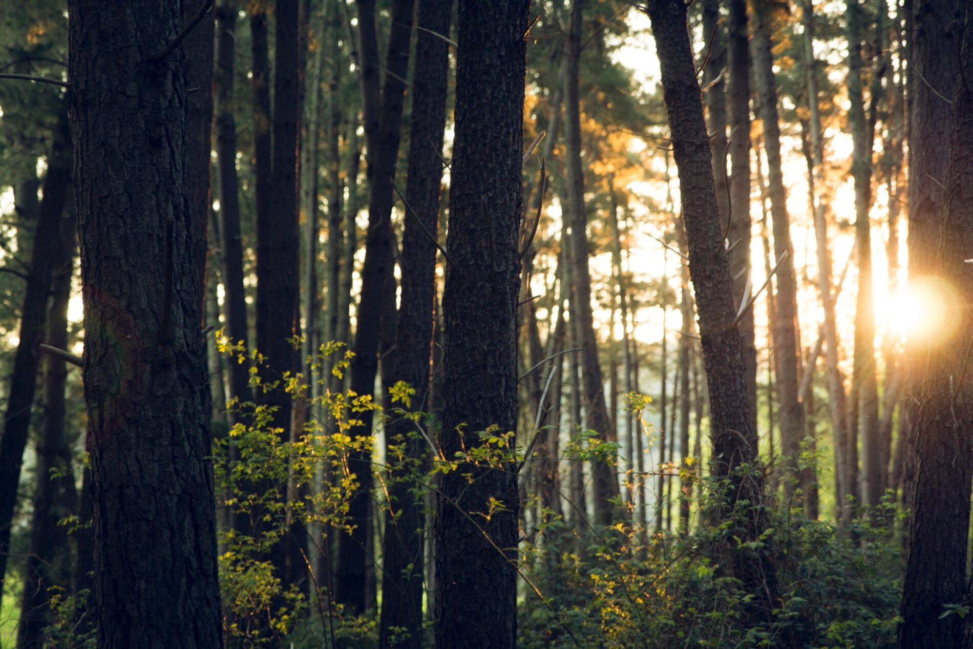 Sunlight coming through trees in a forest